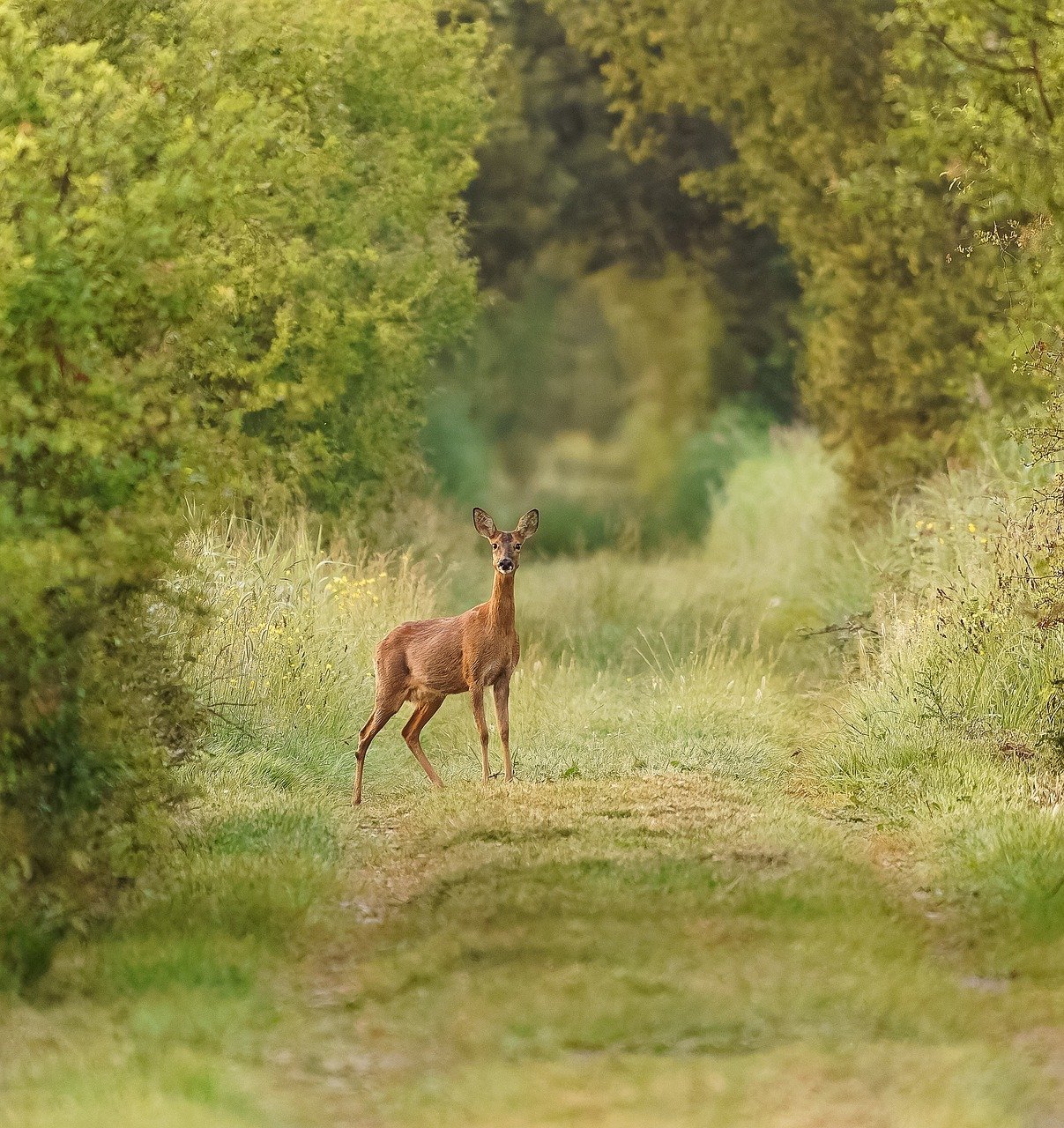 animal, nature, mammal, fauna, curious, roe deer, savage, species, herbivorous, marsh, path, landscape, track, hiking, tree, trail, atmosphere, sheets, flora, botanical, plants