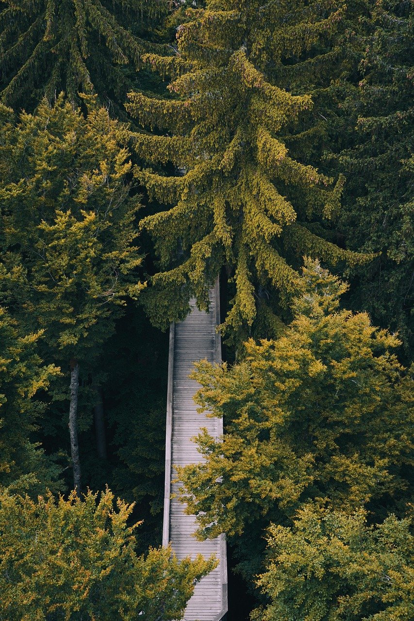 trees, bavarian forest, germany, deceleration, forest, mindful, mindfulness, nature, neuschönau, niederbayern, quiet, silence, forest path, woods, phone wallpaper, aesthetic wallpaper, phone wallpaper, phone wallpaper, phone wallpaper, phone wallpaper, phone wallpaper
